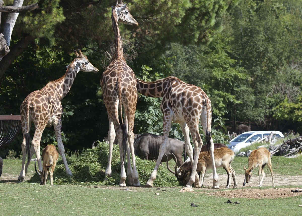 Verona Zoo Safari In Gardaland